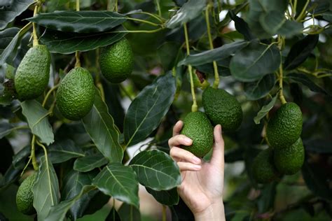 How To Plant And Grow An Avocado Tree Install It Direct