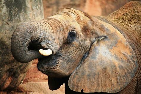Eleven Exciting Elements About Elephants For World Elephant Day