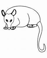 Possum Outline Coloring Opossum Color Printable Pages Getdrawings Luna Print Size Getcolorings sketch template