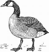 Goose Coloring Clipart Canada Geese Pages Canadian Drawing Clip Svg Printable Cliparts Duck Walking Ducks Easter Transparent Line Bird Library sketch template