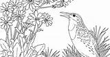 Meadowlark Western Coloring sketch template