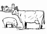 Coloring Cows Pages Cow Kleurplaten Pig Koe Koeien Fun Kids Kleurplaat Gif Zo Previous sketch template