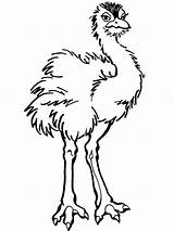 Ostrich Avestruz Pintar Avestruces Joven Bestcoloringpagesforkids sketch template