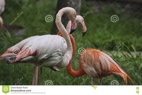 Flamingo Standing On One Leg Stock Image Image Of Beauty