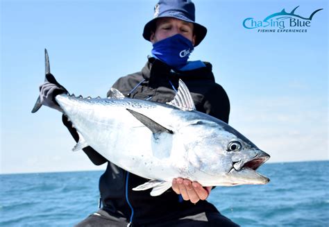 chasing blue fishing experiences