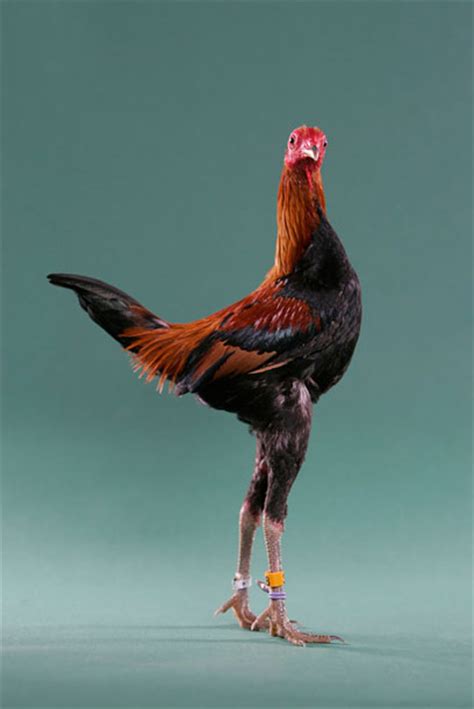 modern game for sale chickens breed information omlet