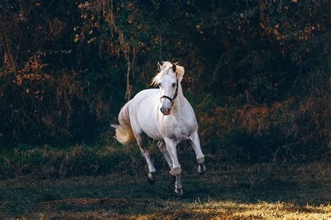 horse photography tips  tricks contrastly