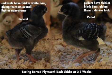 Sight Sexing Barred Plymouth Rock Chicks At Hatch Page 3
