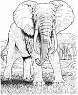 Elephant Coloring Pages Adult Drawing Colouring Procoloring Animal Adults sketch template