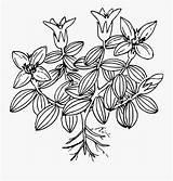 Moss Plants Wildflower Kindpng sketch template