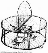Crab Dungeness Drawing Trap Getdrawings Traps sketch template