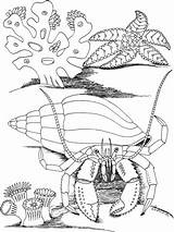 Supercoloring Coloring Malvorlagen Zeester Kleurplaat Hermit Crab sketch template