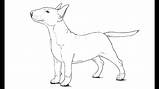 Bull Terrier Draw Dog sketch template