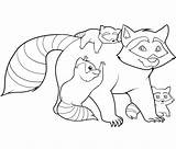 Coloring Raccoon Pages Printable Raccoons Kids Chester sketch template
