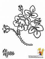 Coloring Pages Flowers Flower Batik Rose Thorn Traceable Drawing Yescoloring Trace Patterns Library Clipart Popular Thorns Getdrawings Choose Board Coloringhome sketch template