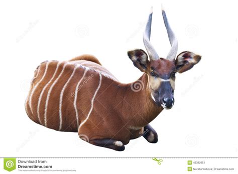 bongo antelope stock images 365 photos