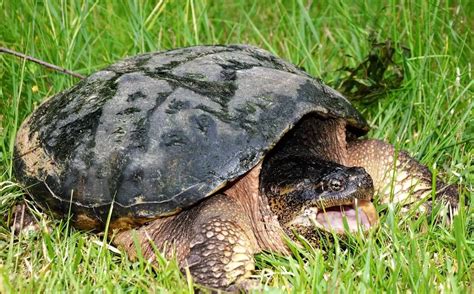 big  snapping turtles  largest alligator snapping turtle