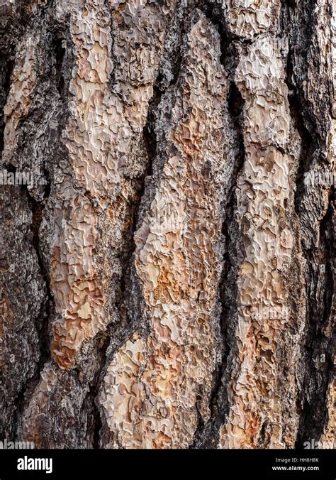 close  detail   bark   large  mature douglas fir tree stock photo alamy