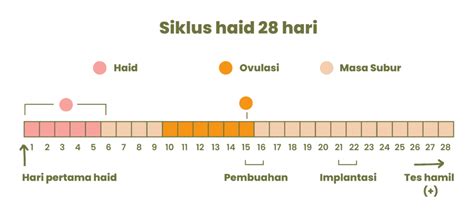 Bagaimana Proses Terjadinya Kehamilan Dan Tahap Tahapannya