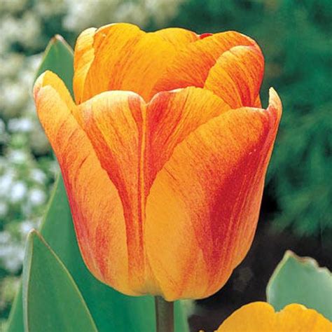 beauty  apeldoorn darwin tulip  bulbs  cm giant blooms walmartcom