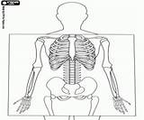 Radiographie Internationaler Welttag Röntgenbilder Radiografia Raggi sketch template