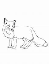 Fox Coloring Cute Pages Color Printable Baby Getcolorings Foxes Print Colorings sketch template
