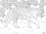 Tiger Siberian Coloring Pages Printable Tijger Tigers Drawing Supercoloring Colouring Adult Super Animals Tekening Animal Google Wild Lion sketch template