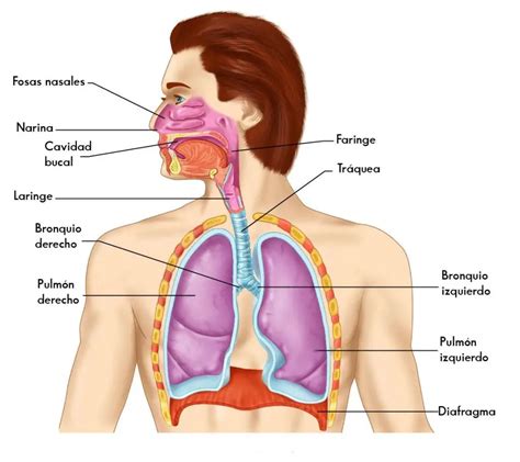 imagenes del sistema respiratorio images   finder