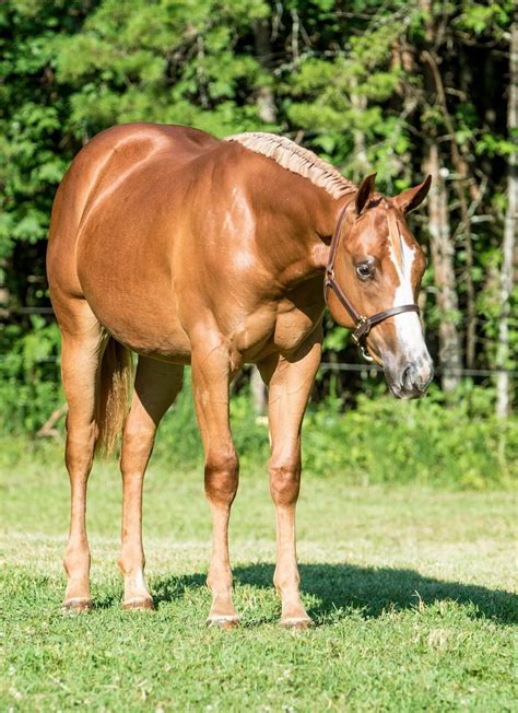 pin  chelsea edens  horses quarter horse horse  beautiful