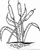 Coloring Printable Cattails Pages Cat Tails Cattail Color Tail Colouring Others Plant Pond Online Drawing Nine Coloringpages101 Entertainment Sketch Getdrawings sketch template