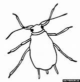 Aphid Clipart Coloring Tick Online Clipground Pages Template sketch template