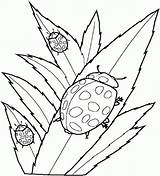 Coloring Pages Insects Bug Ladybug Kids Lady Cute Leaves Realistic Printable Print Eating Children Color Clipart Cliparts Flying Animal Beautiful sketch template
