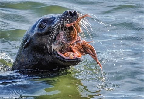 pictures show the tussle between a hungry seal and octopus