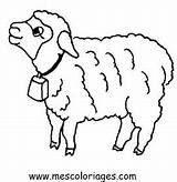 Animales Colorat Oi Imagini Oveja Domesticos Desene Animale Planse Ovelha Moutons Domésticos Oaie Mouton Owieczki Ovejas Desenhos Maestra P23 Colorir sketch template