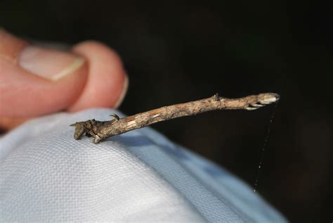 twig mimic caterpillar focusing  wildlife