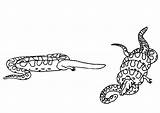 Coloring Anaconda Crocodile Bones Crack sketch template