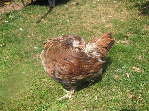 Salmon Faverolle Pullet Or Cockerel Backyard Chickens Learn How
