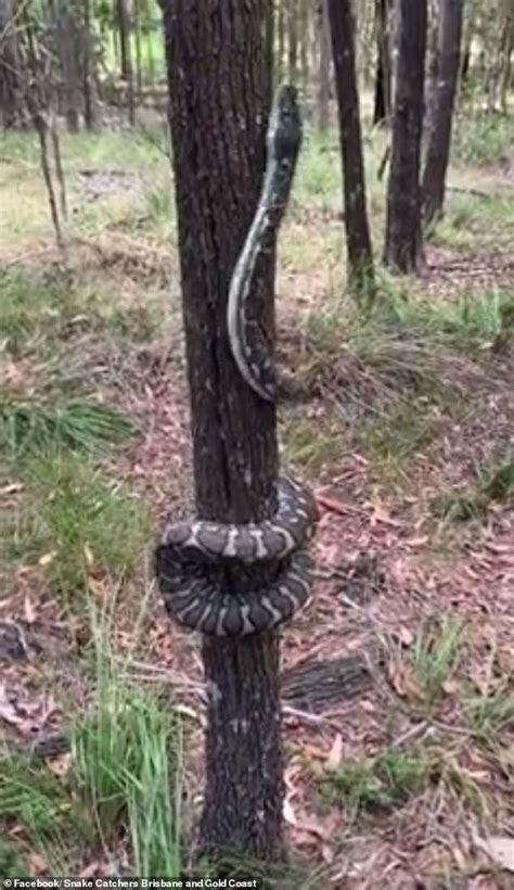 incredible footage of a python effortlessly climbing a tree shocks