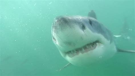 Breaching Great White Sharks Seal Island South Africa Youtube