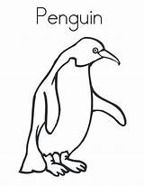 Penguin Humboldt Coloring Realistic Drawing Pages Color Penguins Kids Kidsplaycolor Drawings Play sketch template