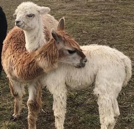 cute animals alpaca hug
