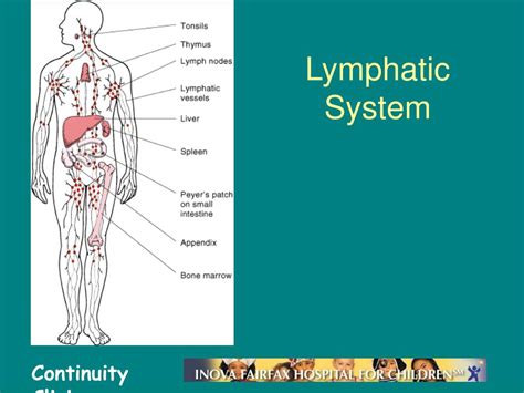 Ppt Lymphadenopathy Powerpoint Presentation Free Download Id 6658553