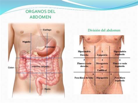 Hígado Organos Del Abdomen División Del Abdomen Anatomia