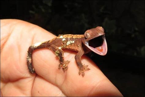 crested gecko jonathans jungle roadshow