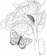Coloring Pages Butterfly Tree Purplekittyyarns Choose Board Animals Kids sketch template