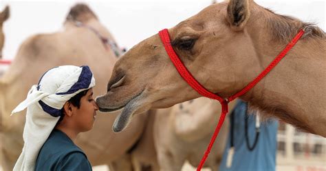 camels kicked out of saudi beauty pageant for botox use