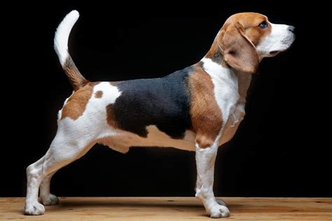 beagle dog breed profile facts care health