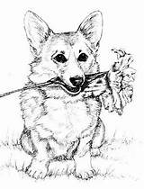 Coloring Corgi Pages Sheets sketch template