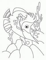 Coloring Fish Two Seuss Dr Pages Jalpari Line Clipart Template Library Rainbow Collection Popular sketch template
