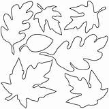Maple Leaf Coloring Various Type Color sketch template